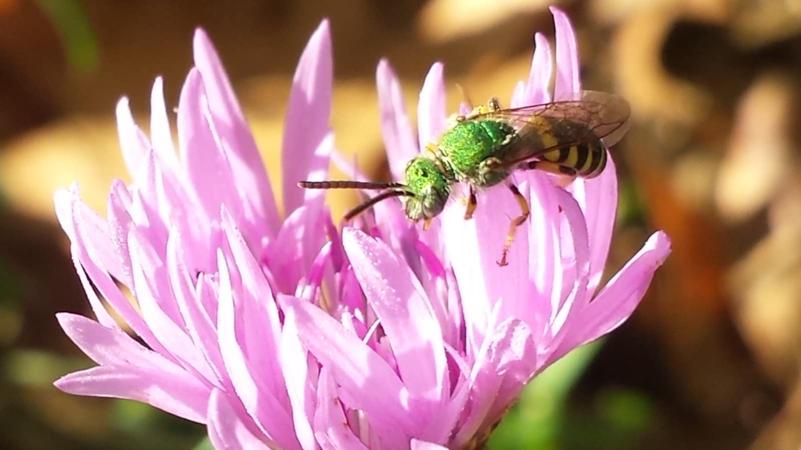 Abeille butinant une fleur