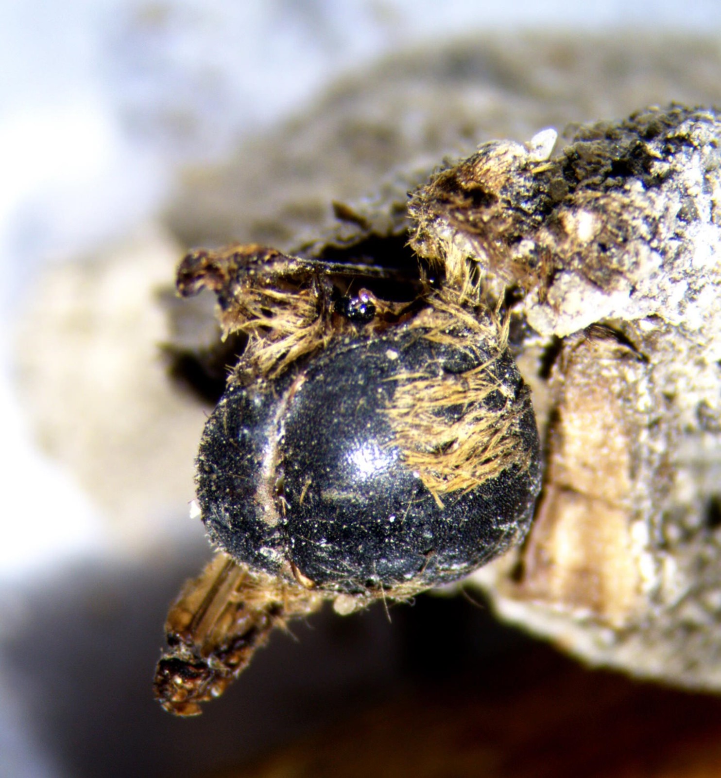 Abeille Eucera momifiée au Portugal.