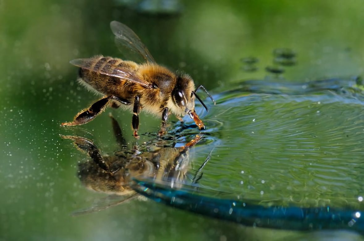 Abeille en vol au-dessus d'une surface lisse, type lac.