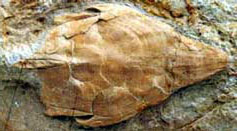 Agnathes