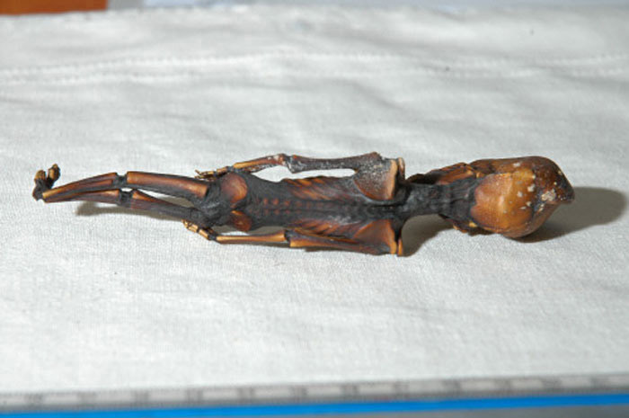 Alien de petite taille au Chili