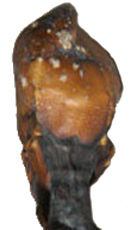 Alien de petite taille au Chili