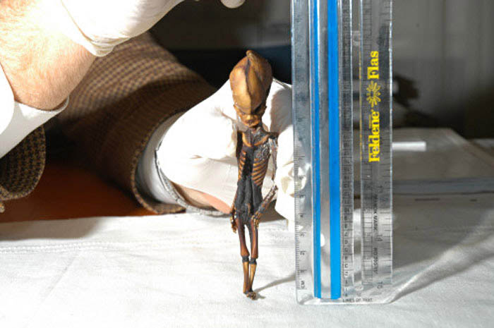 Alien de petite taille au Chili