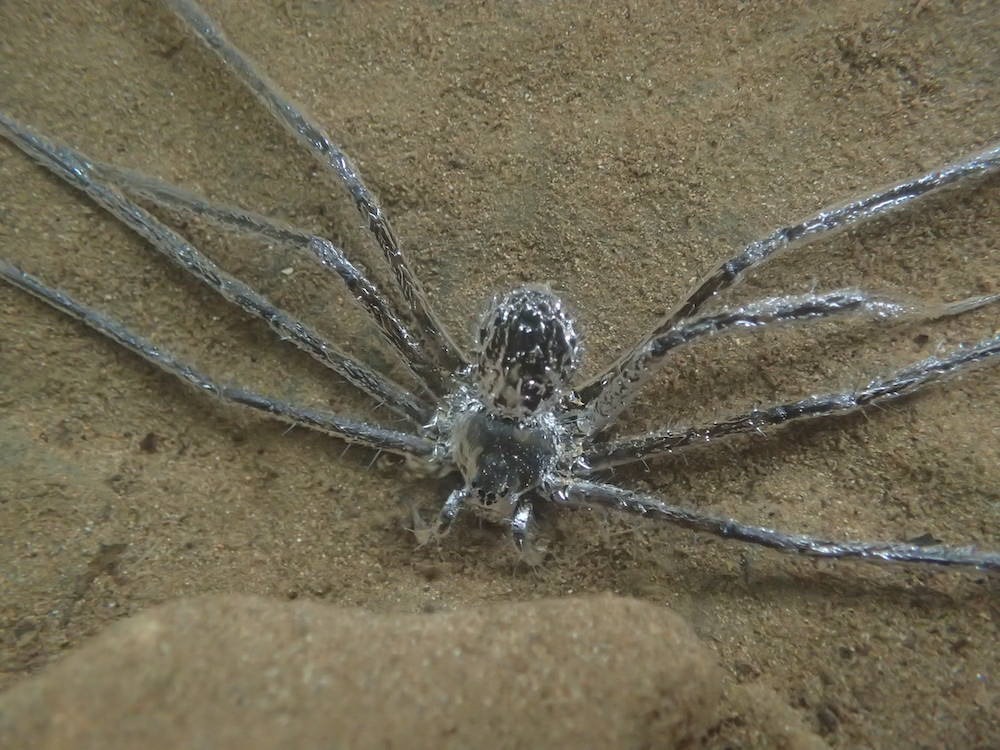 Araignée tropicale ou Thechalea extensa respirant sous l'eau.