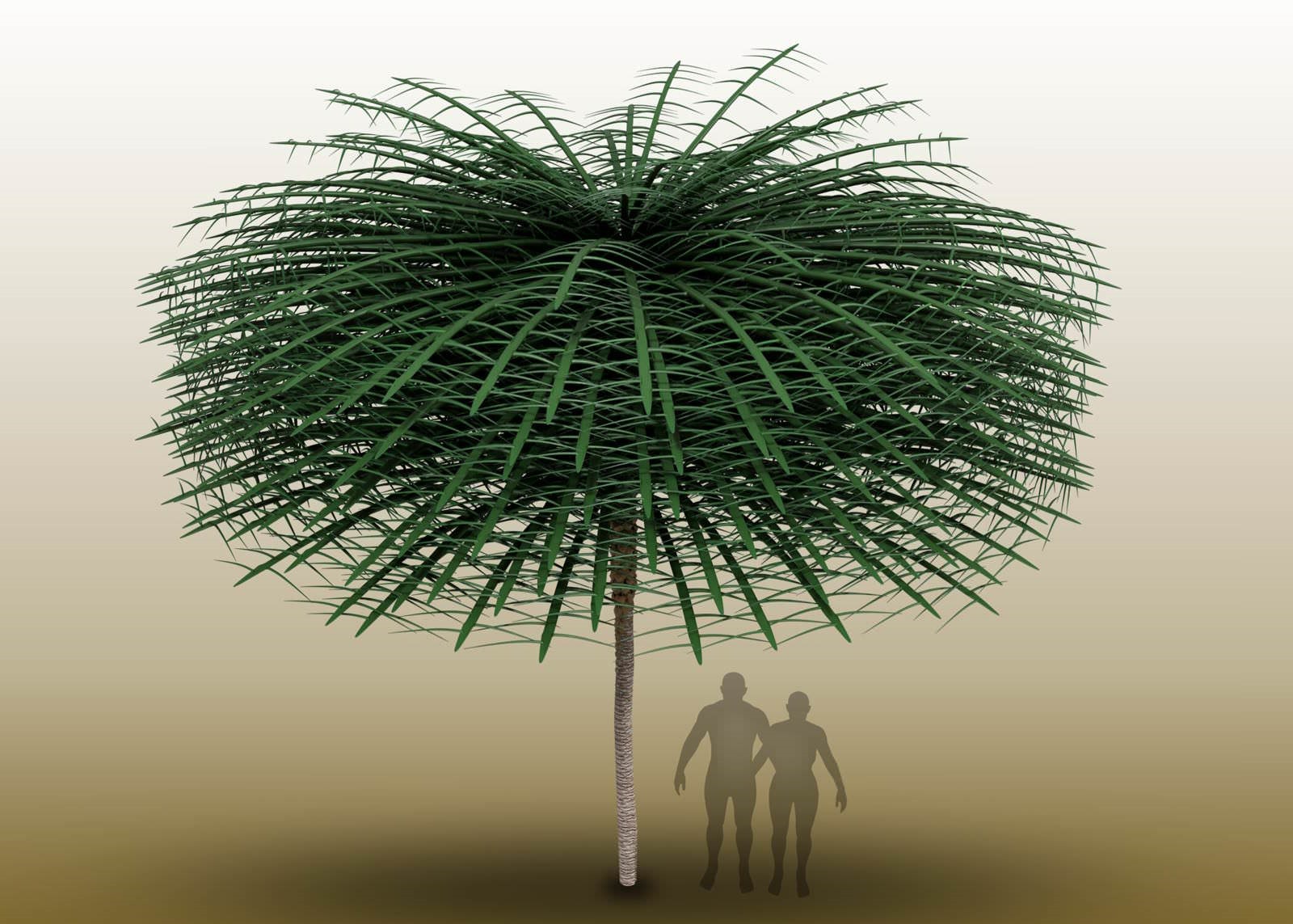Arbre fossilisé Sanfordiacaulis densifolia