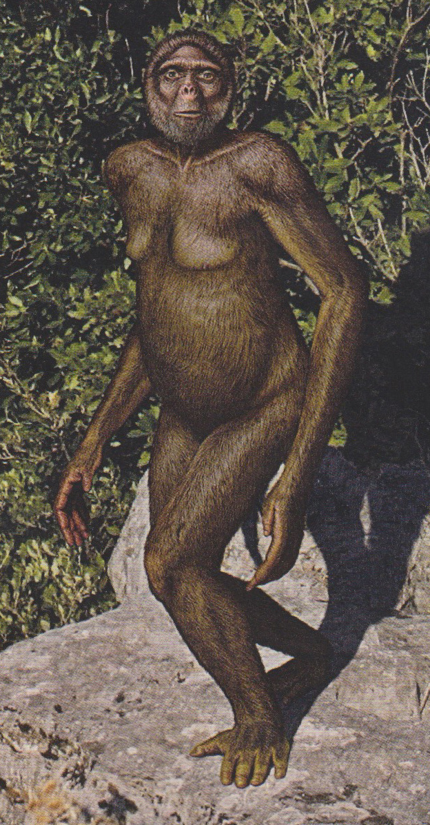 Ardipithecus ramidus