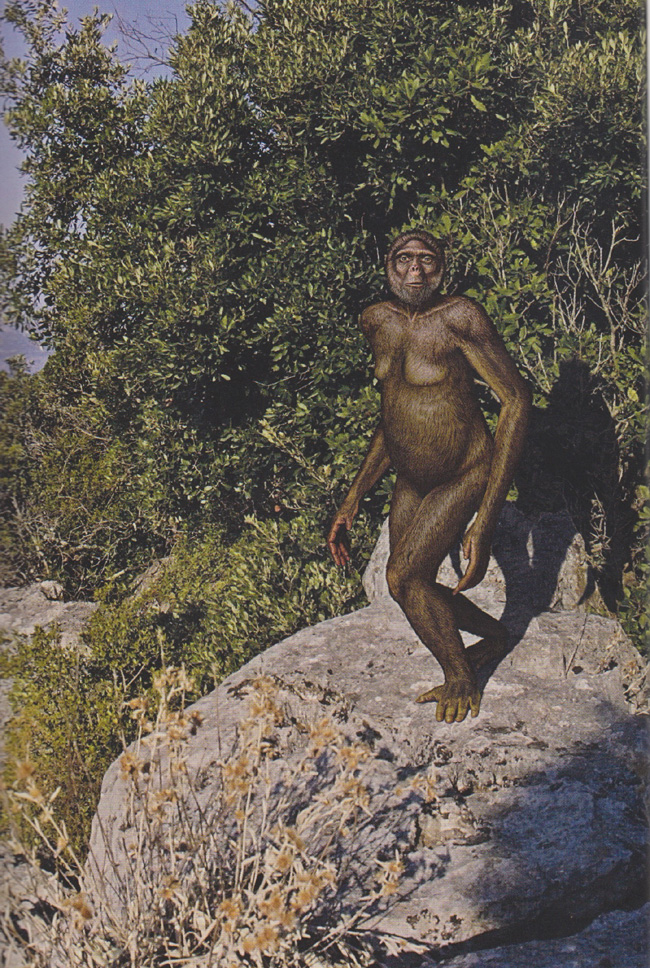 Ardipithecus ramidus