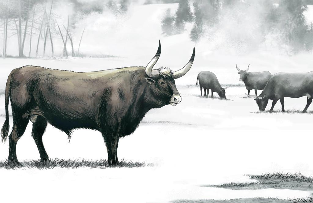Auroch, ancêtre du bœuf, en Europe, il y a 250 à 650 000 ans.