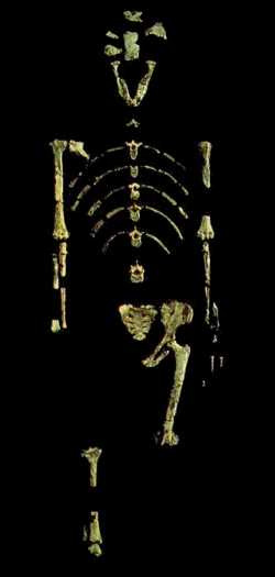 Ossements d'australopithecus afarensis ou Lucy