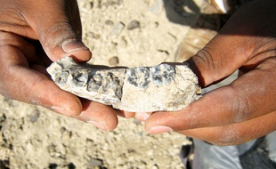 Mandibule trouvée à Ledi-Geraru en Ethiopie