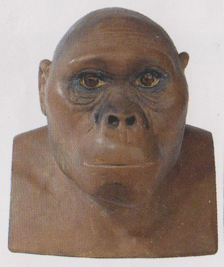 Australopithecus africanus