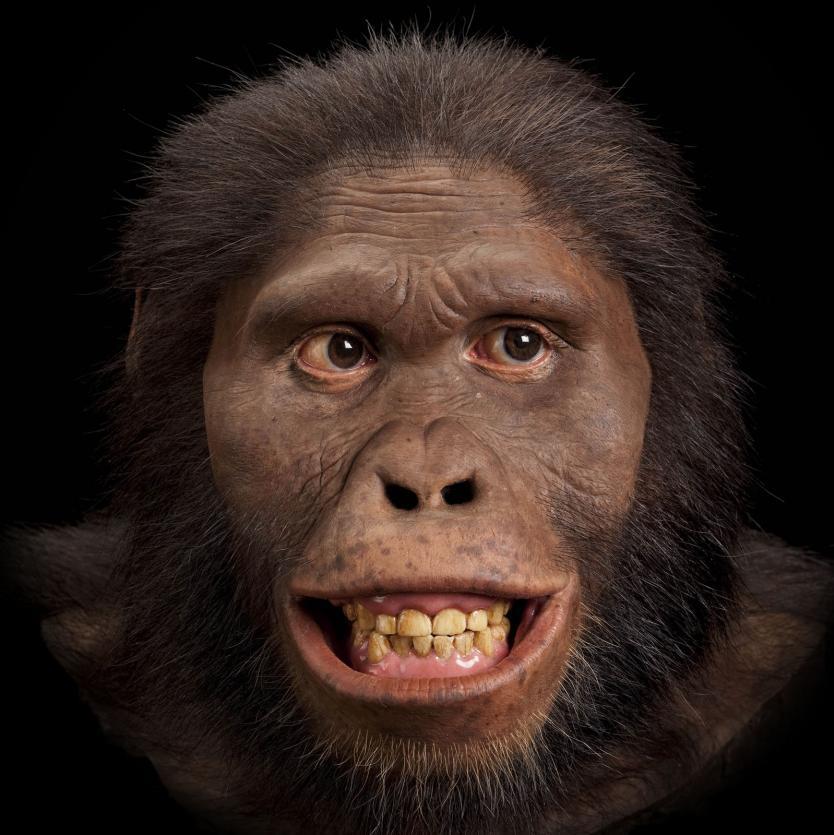 Australopithecus africanus