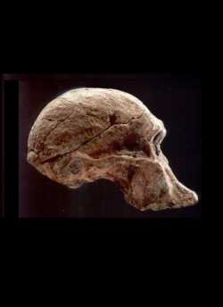 Australopithecus africanus