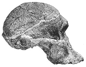 Australopithecus africanus
