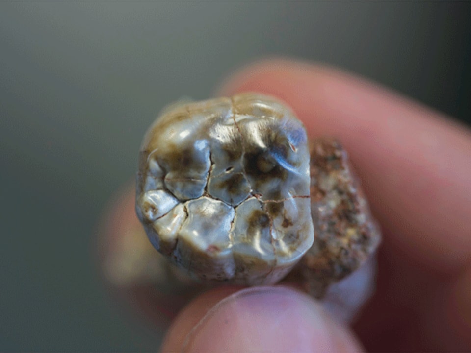 Molaire d'un australopithecus africanus