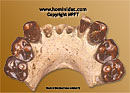 Australopithecus bahrelghazali
