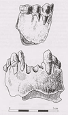 Australopithecus bahrelghazali