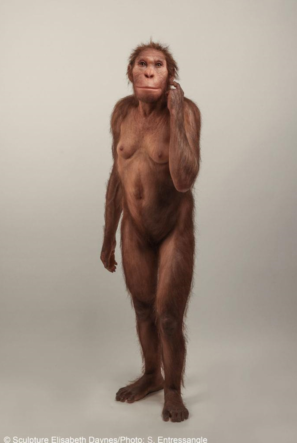 Australopithecus sediba (Johannesburg, Afrique du Sud)