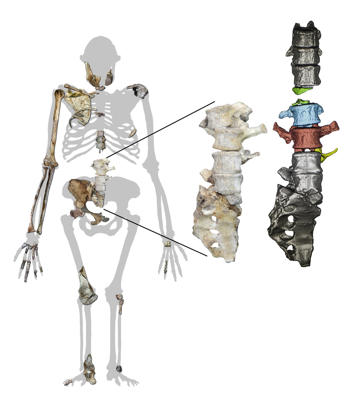 Australopithecus sediba (Johannesburg, Afrique du Sud)