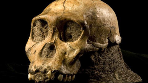 Crâne d'un australopithecus sediba