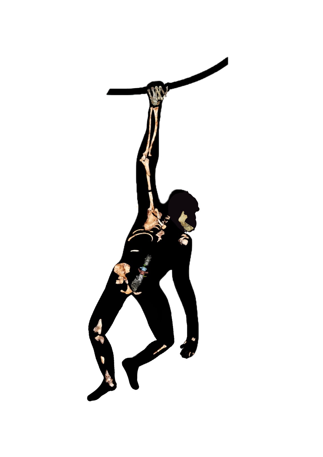 Australopithecus sediba (Johannesburg, Afrique du Sud)