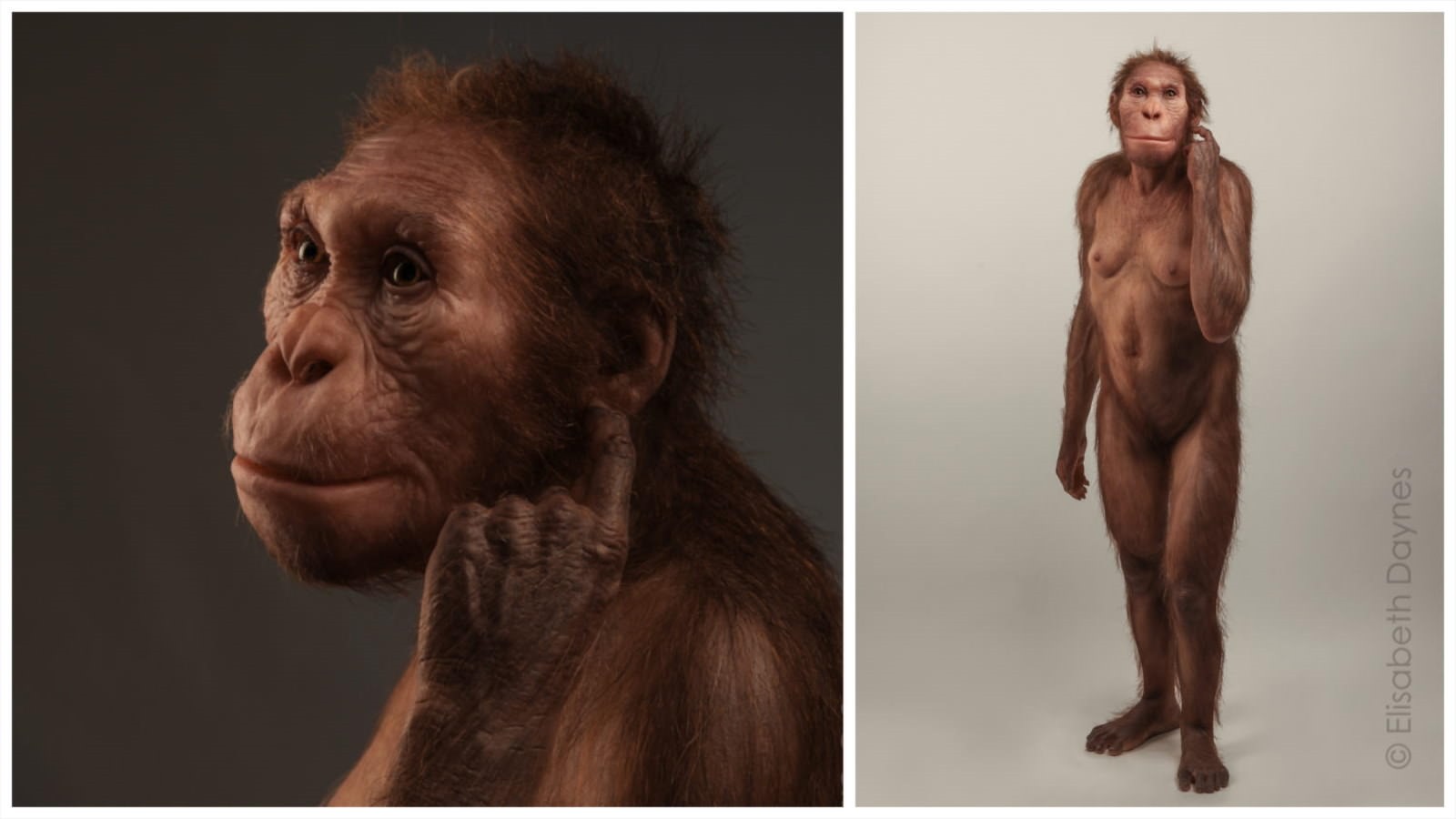 Australopithecus sediba ou homo sediba (Johannesburg, Afrique du Sud)