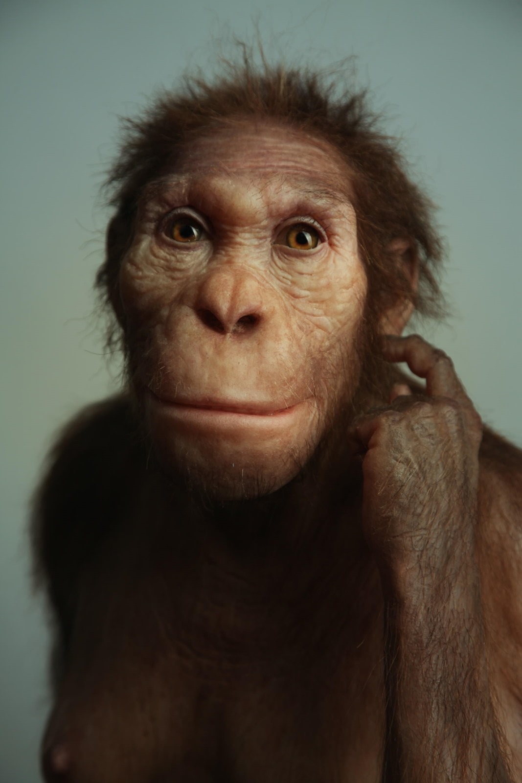 Australopithecus sediba ou homo sediba (Johannesburg, Afrique du Sud)