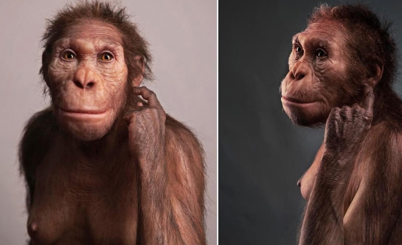 Australopithecus sediba ou homo sediba (Johannesburg, Afrique du Sud)