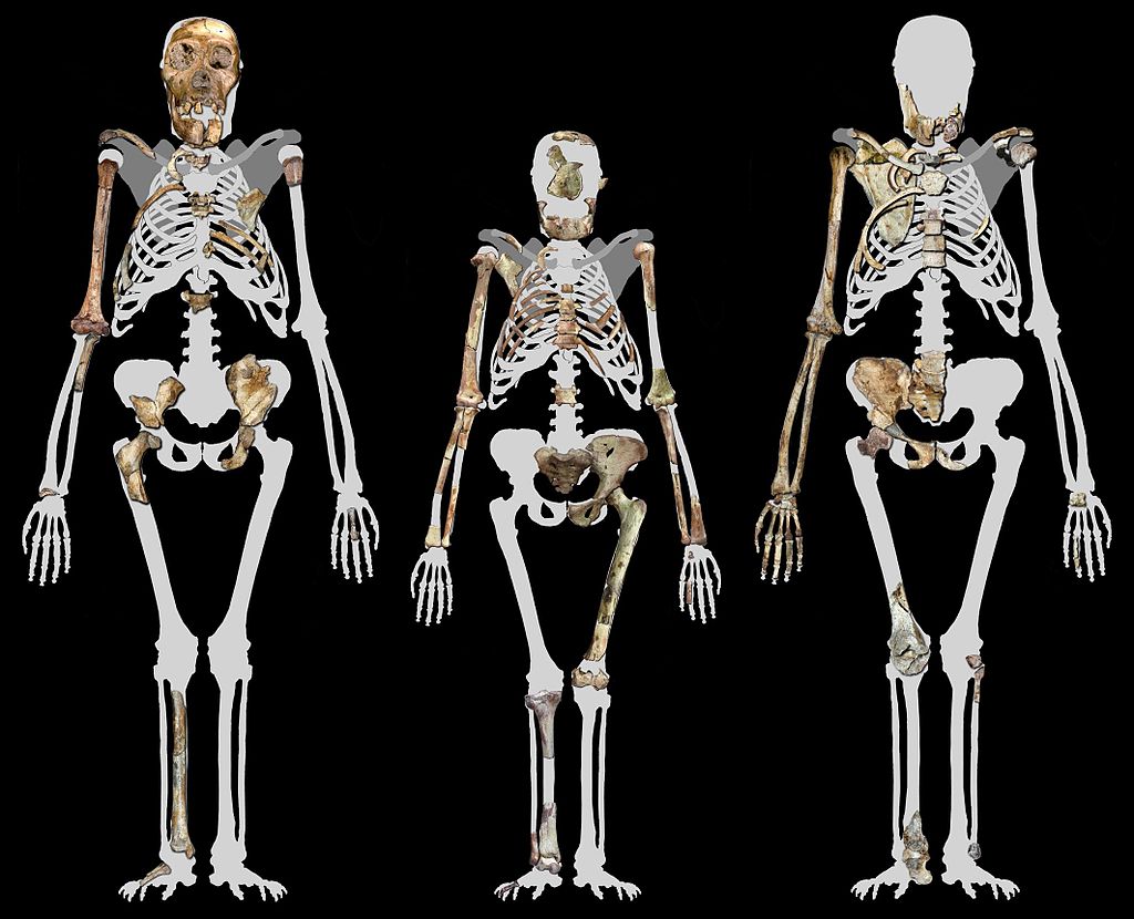 Australopithecus sediba versus Lucy