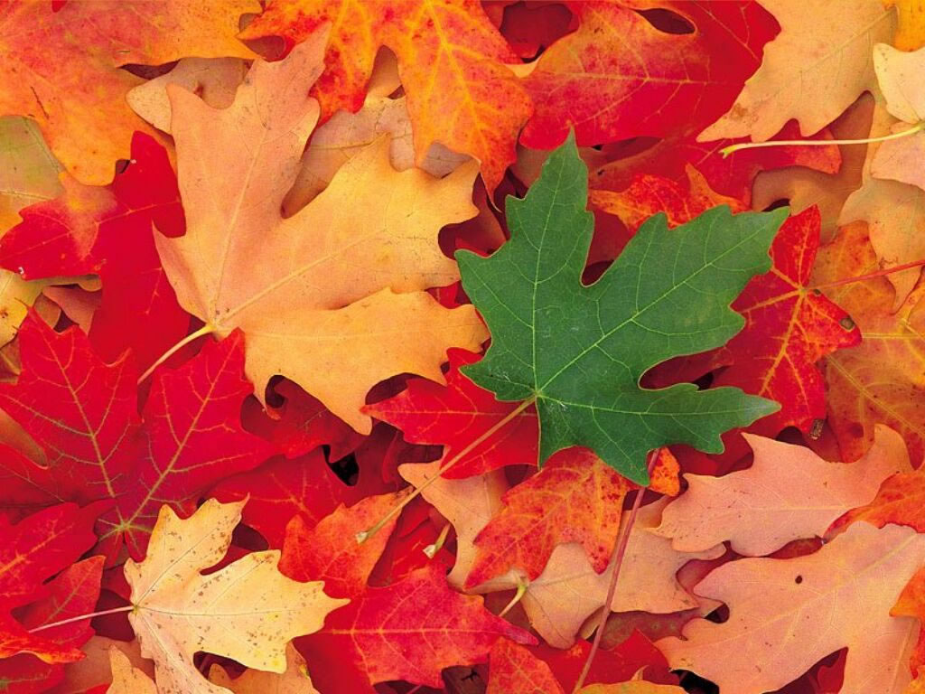 Automne: feuilles rouges versus feuille verte.