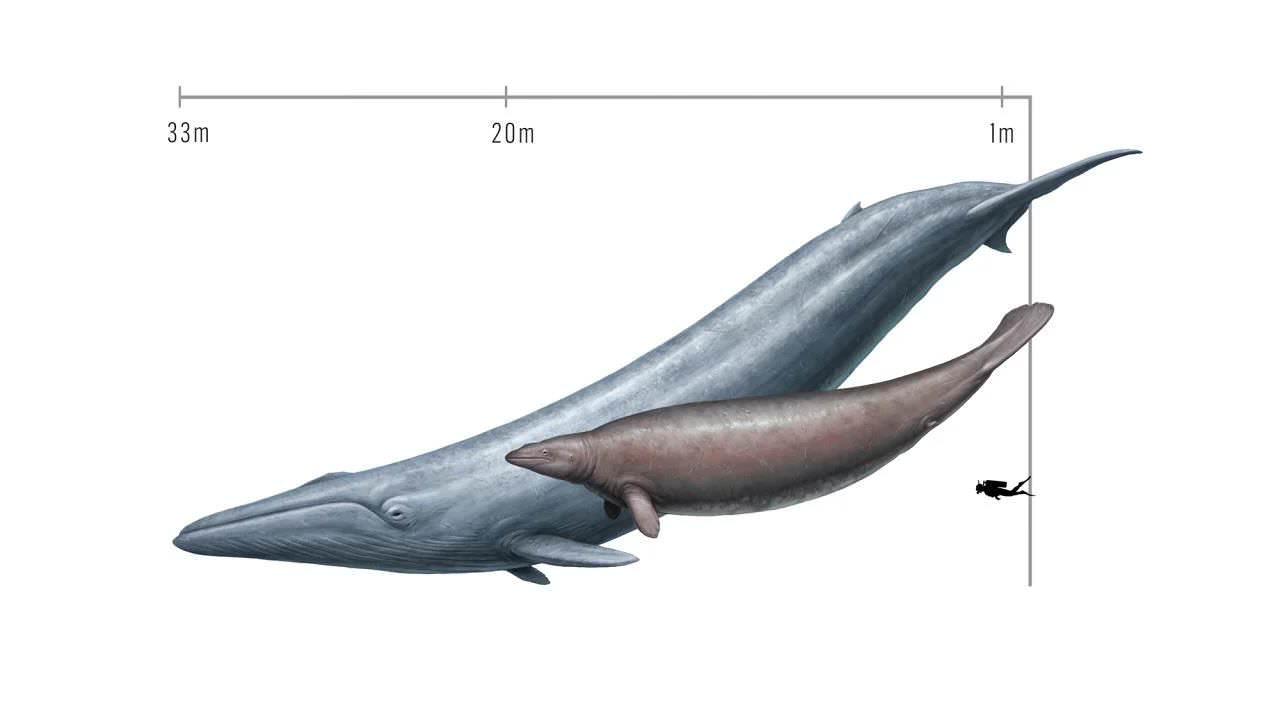 Baleine Perucetus colossus (17-20m pour 85-110 tonnes), vieille de 39 millions d'années, et la baleine bleue Balaenoptera musculus (33m & 270 tonnes) actuelle.