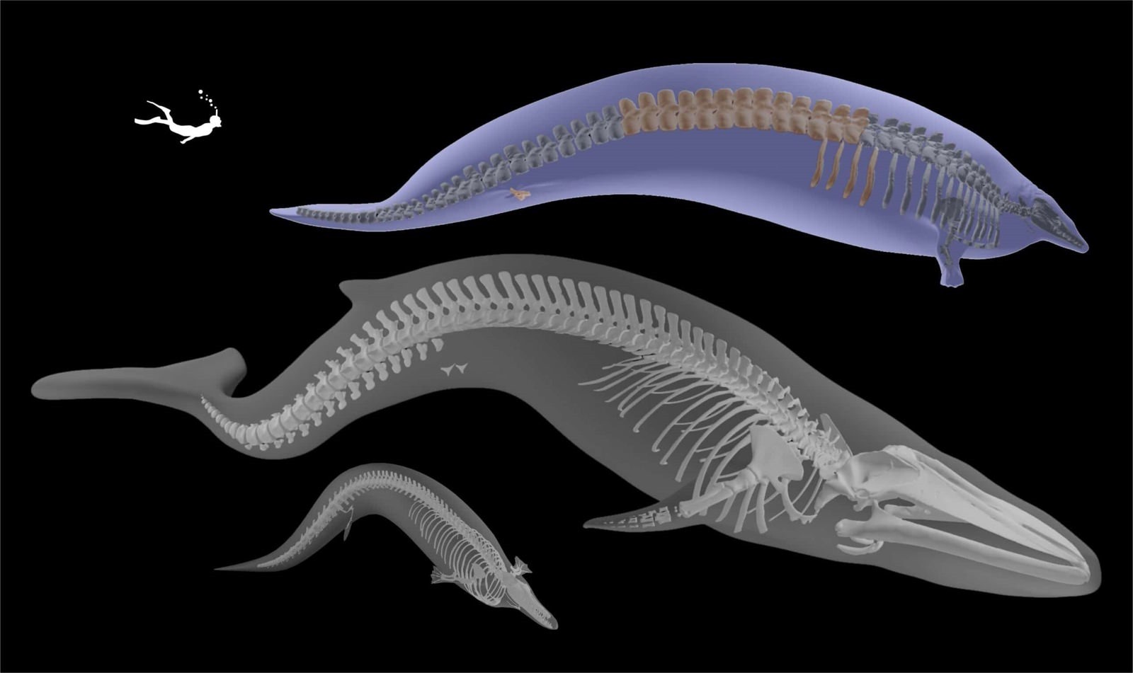 Baleine Perucetus colossus (20m), Cynthiacetus peruvianus (28m) et la baleine bleue de Wexford (12m).