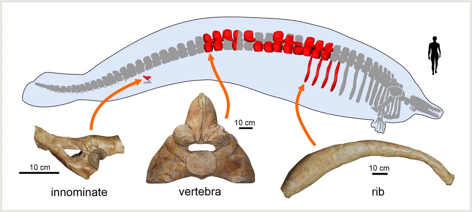 Baleine géante Perucetus colossus, vieille de 38 millions d'années.