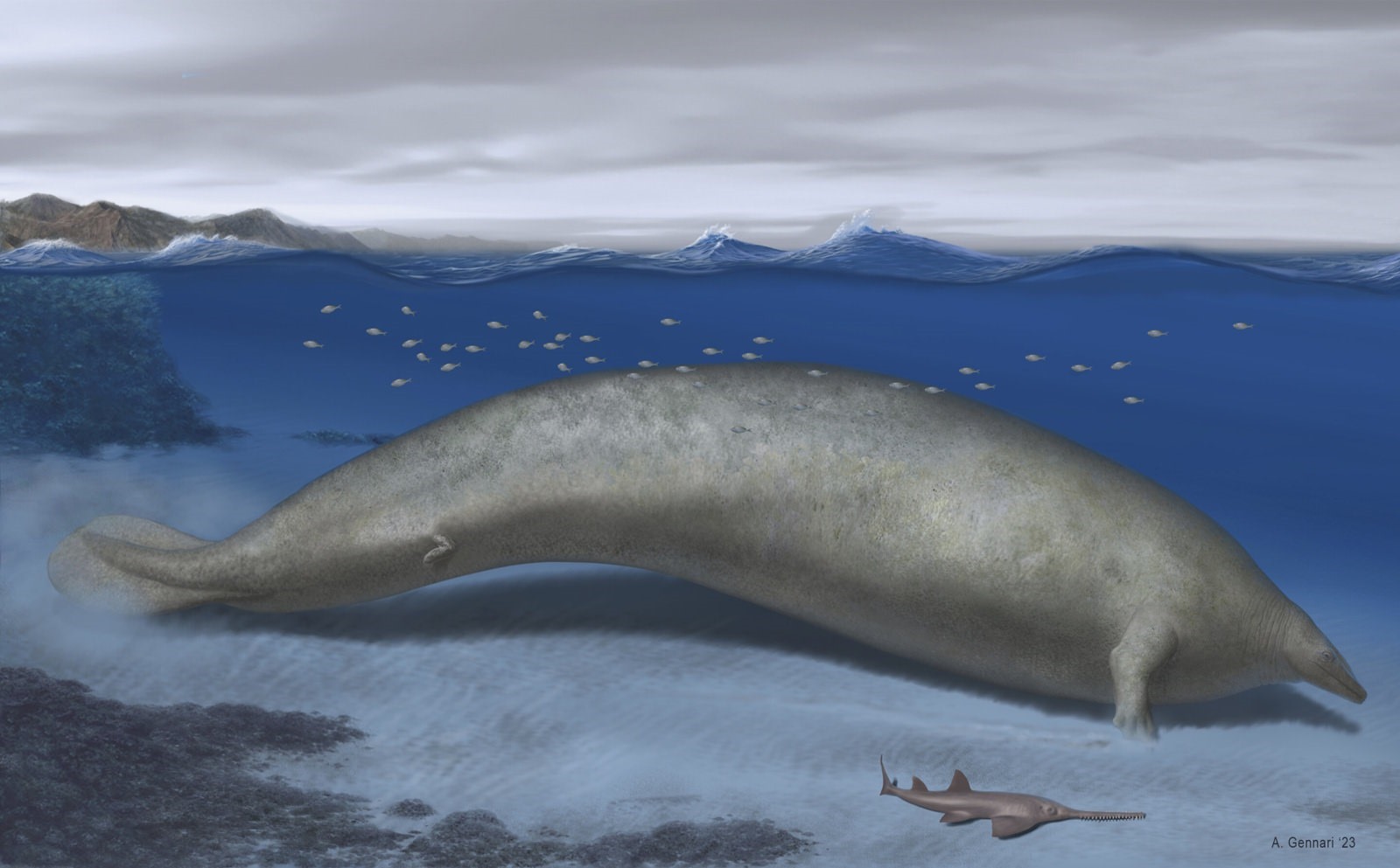 Baleine géante Perucetus colossus, vieille de 39 millions d'années.