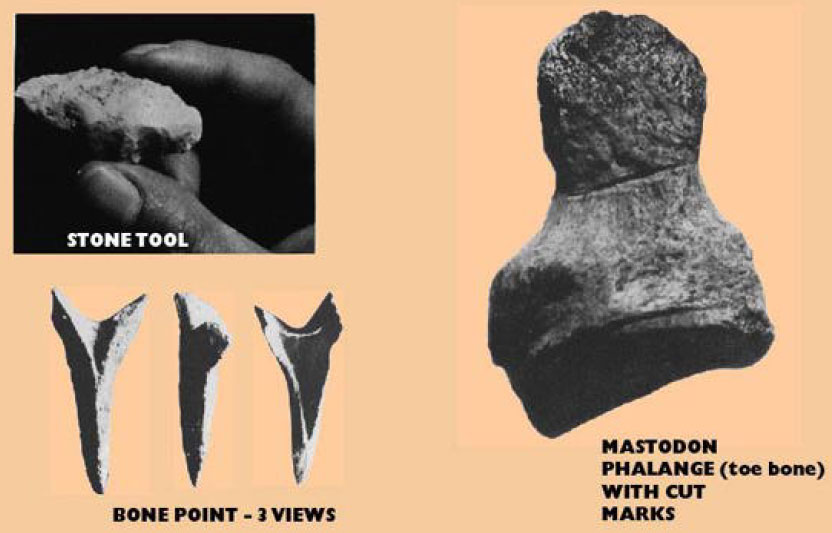 Traces de boucherie sur un os d'un mastodonte (ou mammouth) au Mexique.