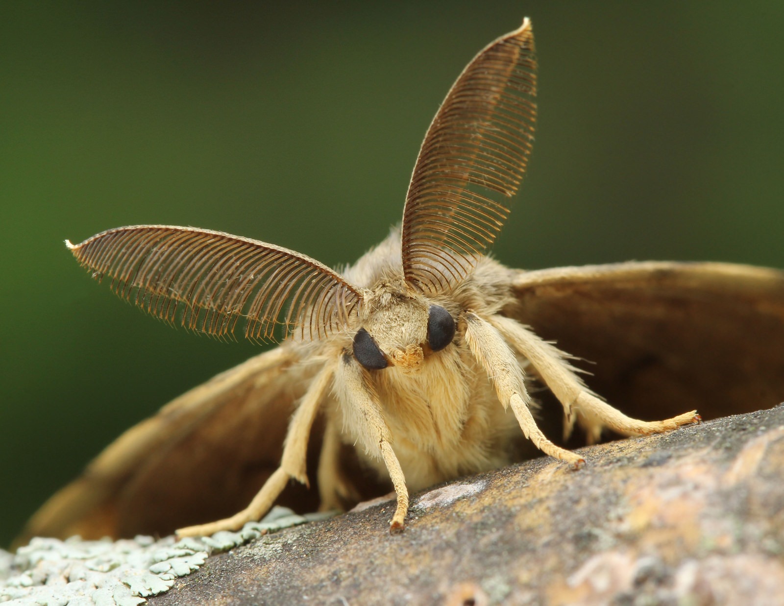 Bombyx disparate (papillon de nuit)
