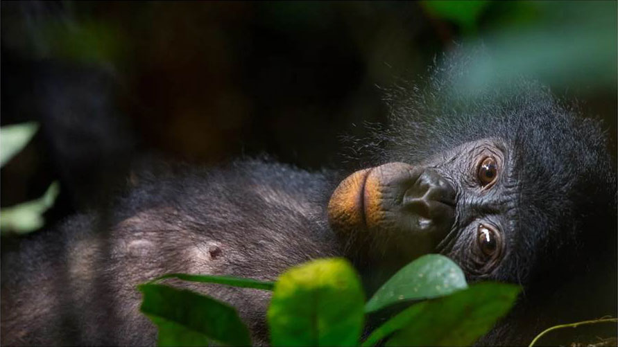 Une jeune femelle bonobo sauvage, dont les lèvres sont oranges d'avoir mangé de l'argile, se repose.