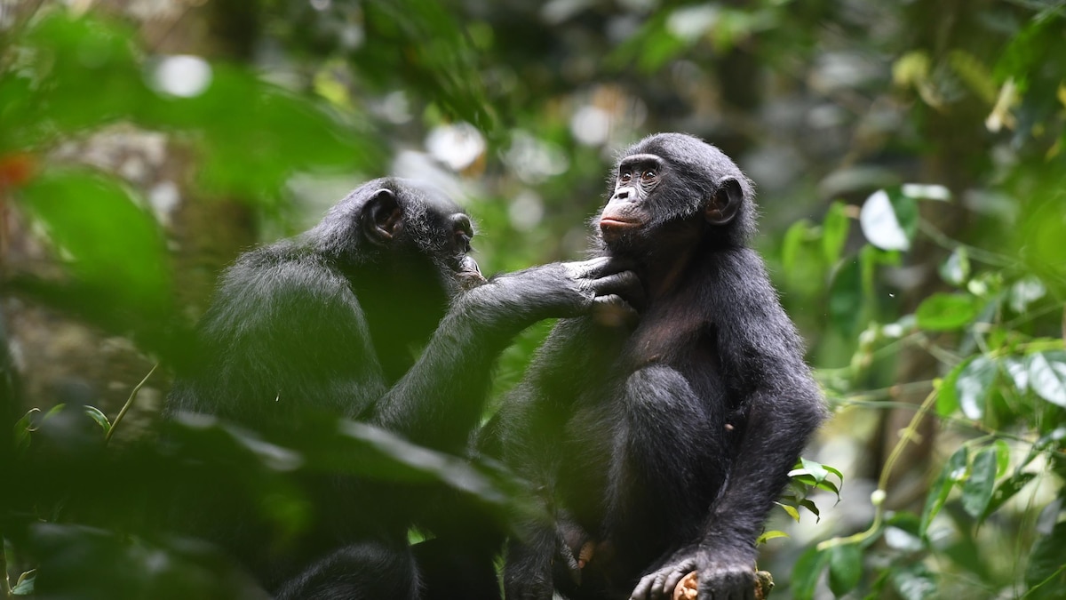 Femelle bonobo adulte de la population Kokolopori toilettant un adulte mâle d'un groupe voisin.
