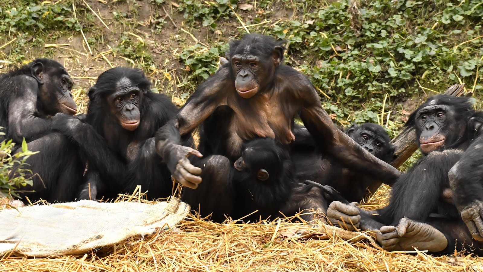 Le sens de la famille chez les bonobos