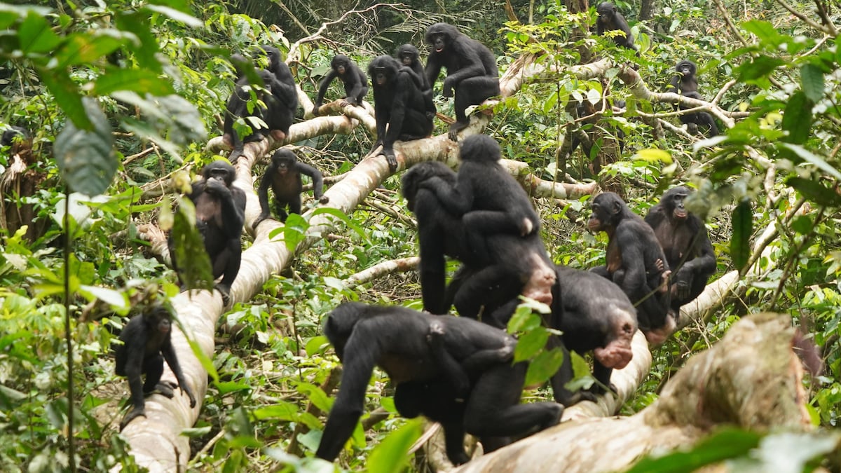Bonobos de la population Kokolopori de la République Démocratique du Congo.