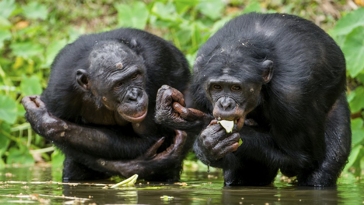 Relations sociales entre bonobos