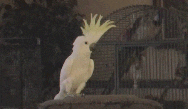 Cacatoès Snowball qui danse sur "Girls Just Wanna Have Fun", de Cyndi Lauper.