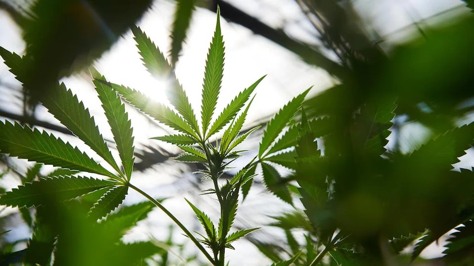 Cannabis ou marijuana