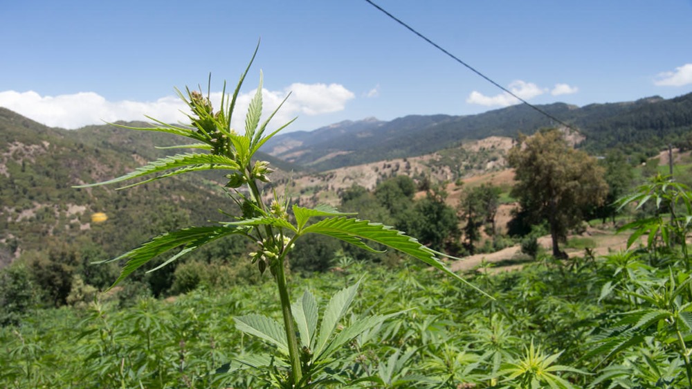 Cannabis dans la province du Qinghai en Chine centrale