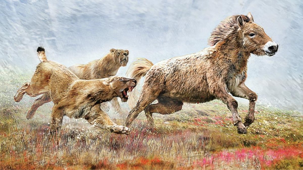 Illustration d'un chat à dents de sabre chassant un cheval, il y a 50 000 ans.