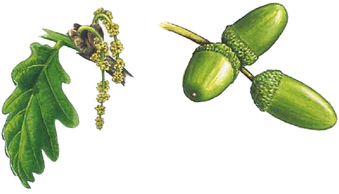 Chêne pédonculé (feuille & gland).