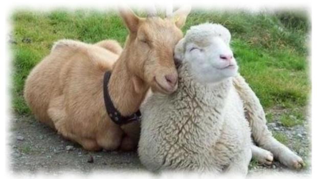 Chèvre ou mouton