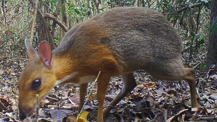 Chevrotain à dos argenté