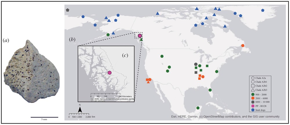 Localisation d'un os de chien sibérien en Alaska