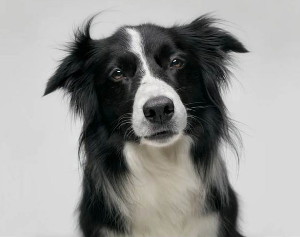 Chaser, border collie capable de mémoriser 1022 jouets par leurs noms.